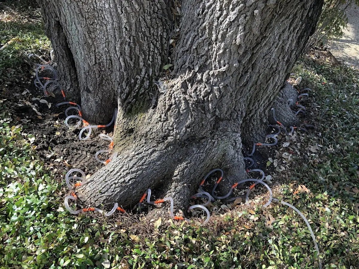 Detailed Tree Cabling and Bracing job site in Scottsmoor