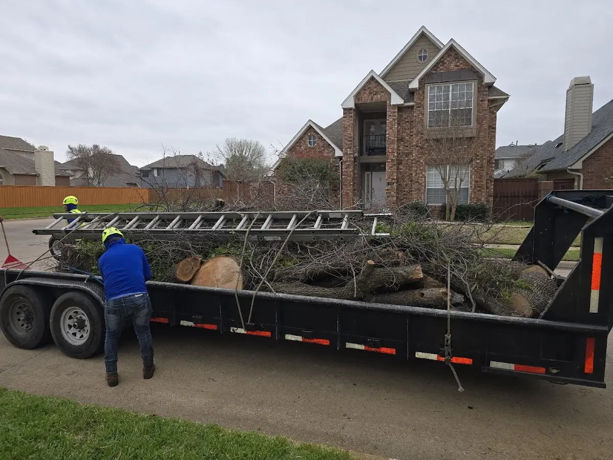 Expert Tree Removal with proper safety equipment in Scottsmoor